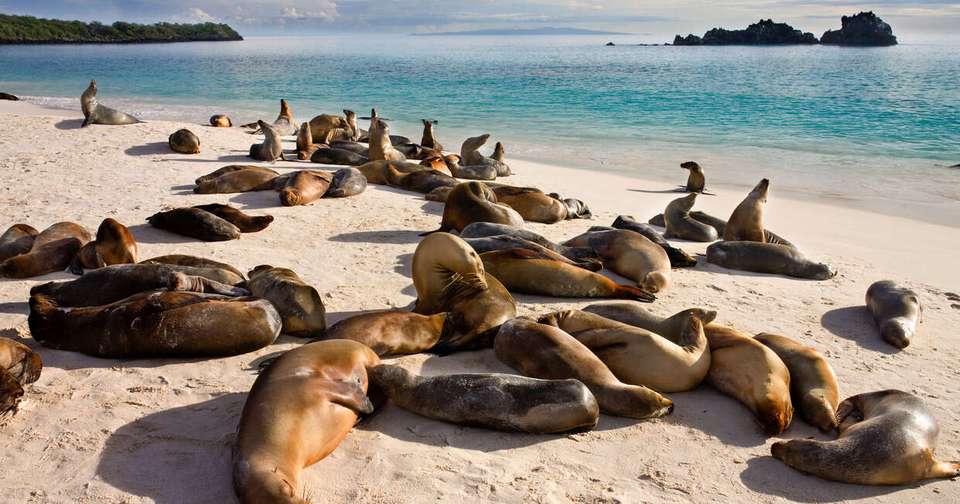 Galapagos Express - Central & West Islands aboard the Archipel I - Explore - Ecuador - Image 8