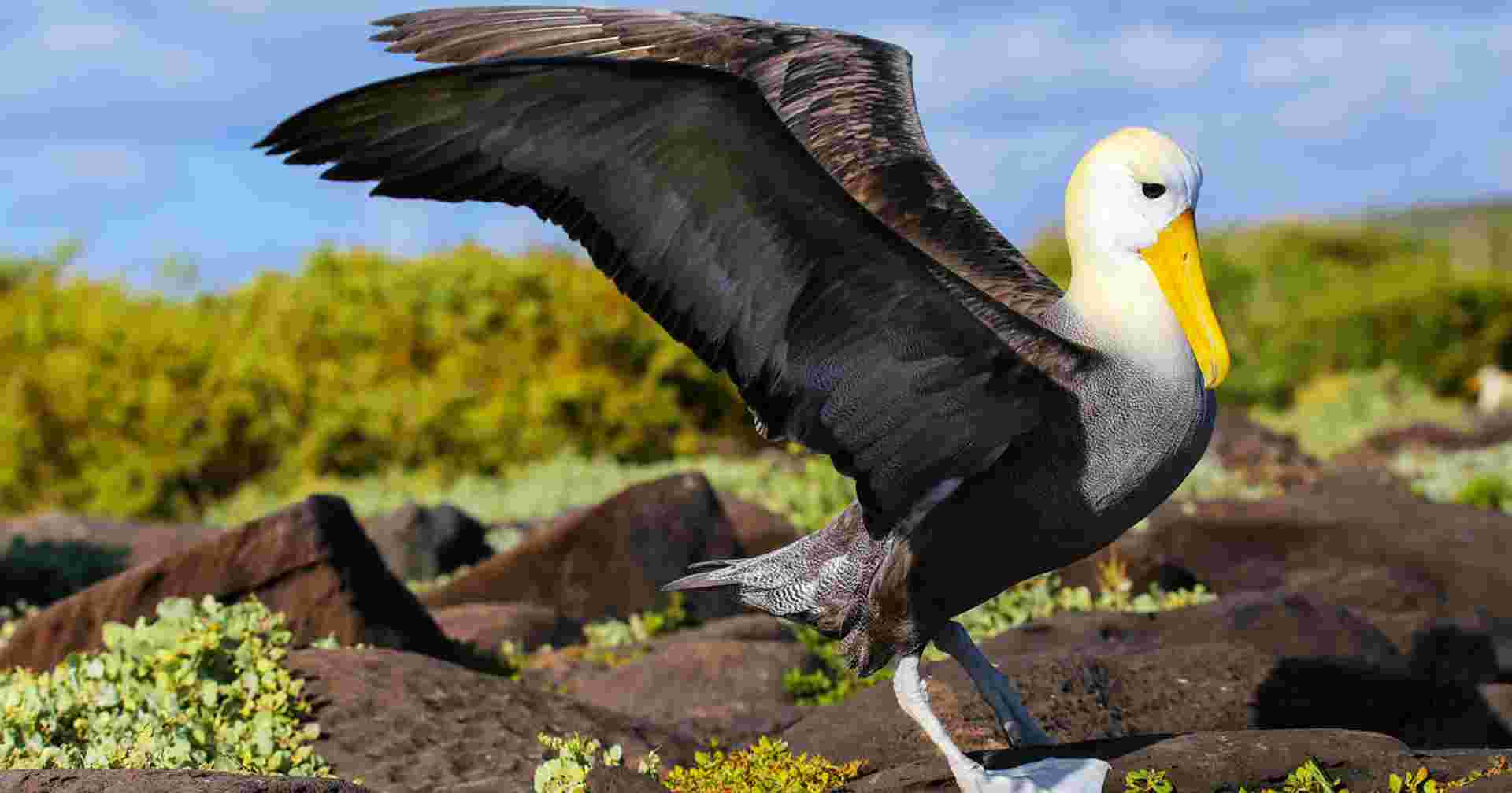 Galapagos Express - Central, South & East Islands aboard the Archipel I