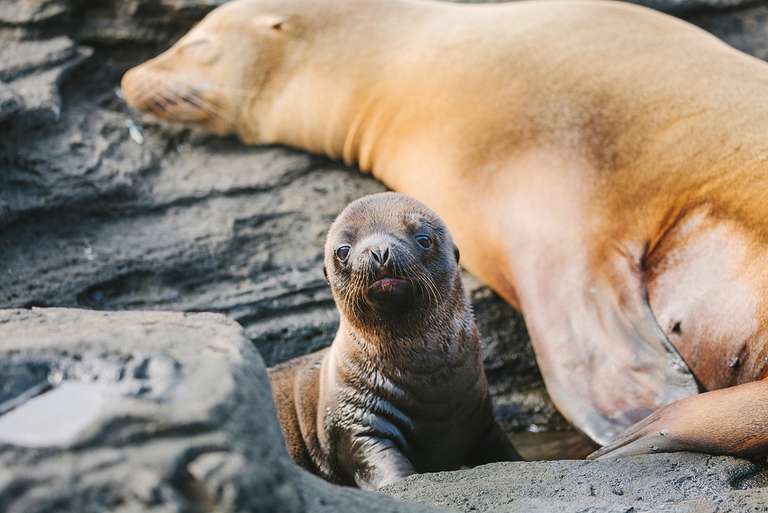 Galapagos Island Hopping - September 2027