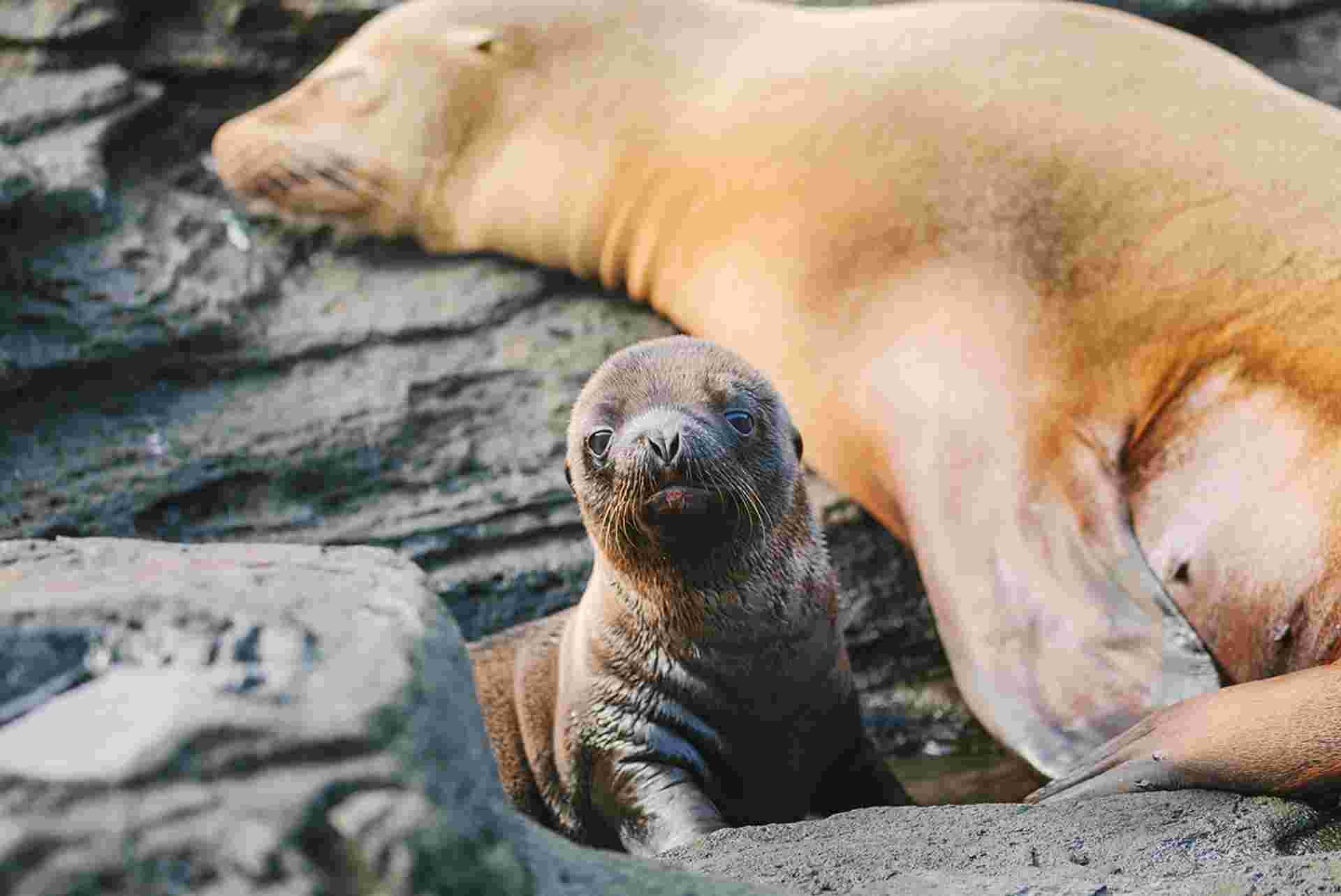 Galapagos Island Hopping