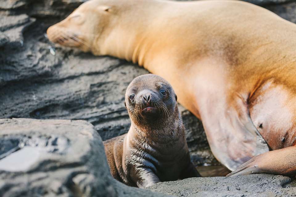 Galapagos Island Hopping - Intrepid Travel - Ecuador - Image 1