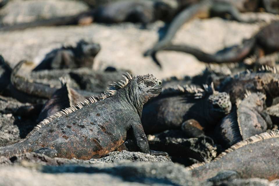 Galapagos Island Hopping - Intrepid Travel - Ecuador - Image 3