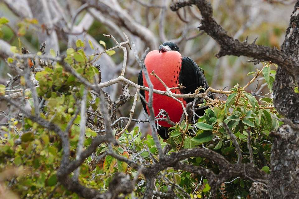 Galapagos Island Hopping - Intrepid Travel - Ecuador - Image 7