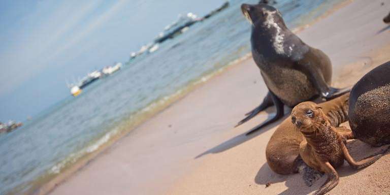 Galápagos Island Hopping Land-Only trip - alternative tour available