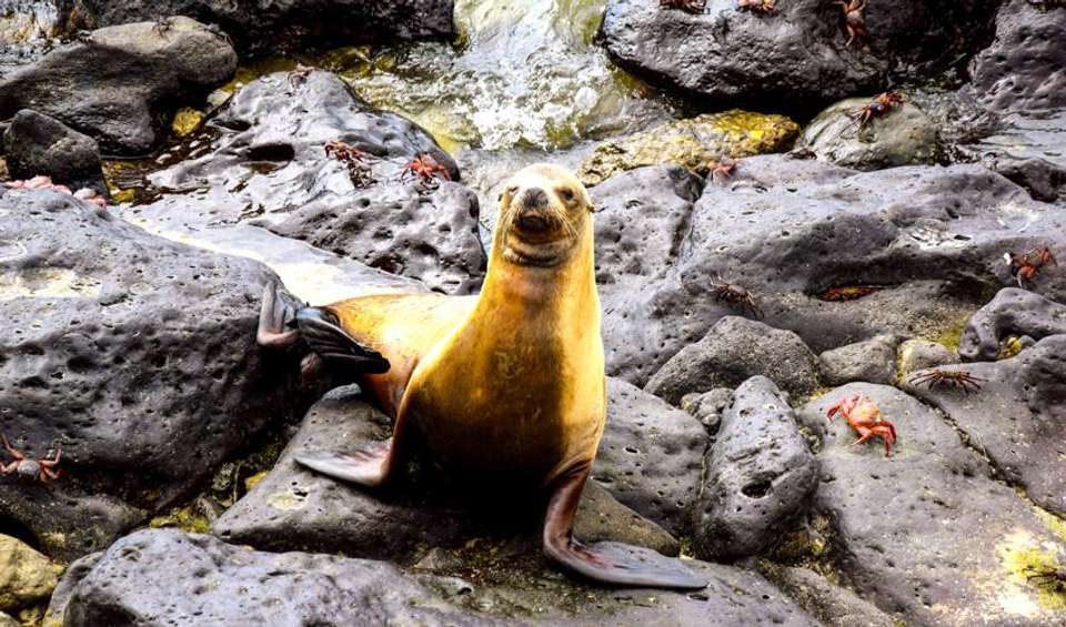 Galapagos Island Hopping Adventure 5D/4N - Bamba - Ecuador - Image 3