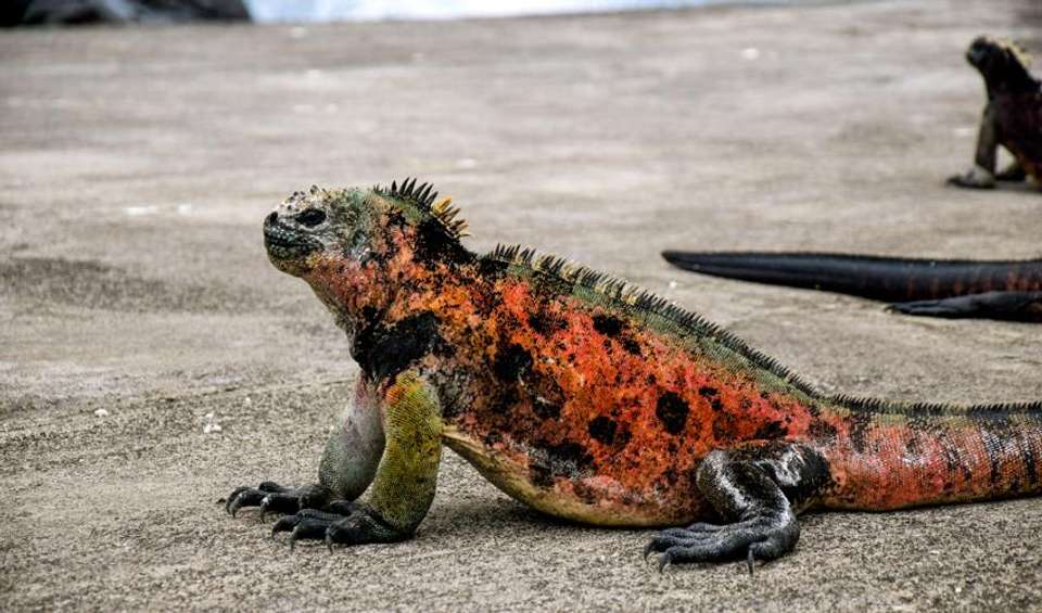 Galapagos Island Hopping Adventure 5D/4N - Bamba - Ecuador - Image 5