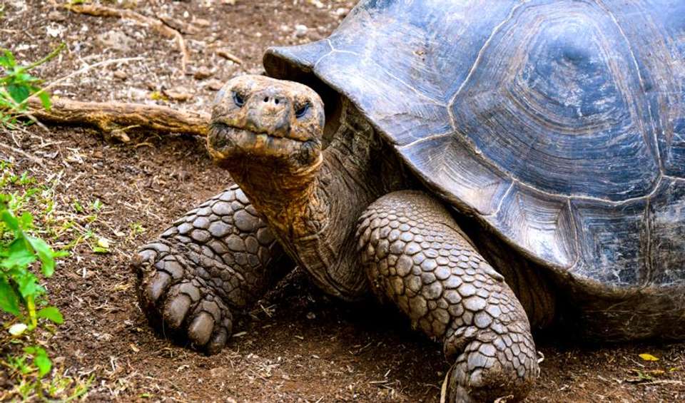 Galapagos Island Hopping Adventure 7D/6N - undefined - Image 3
