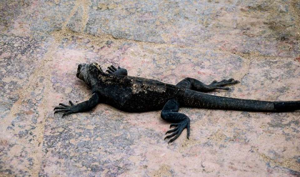 Galapagos Island Hopping Adventure 7D/6N - undefined - Image 4