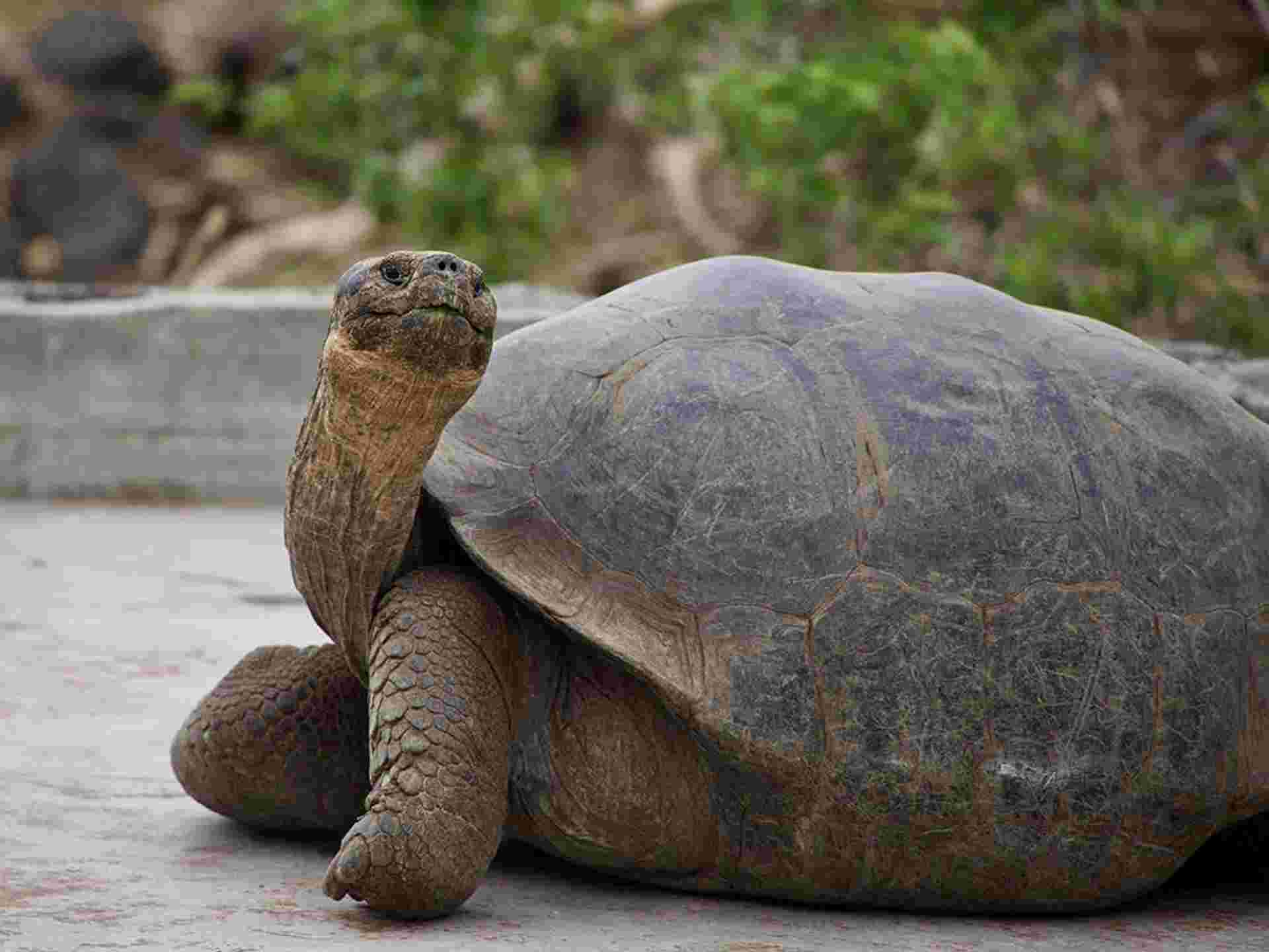 Galapagos Island Hopping Diving Budget Experience 8D/7N