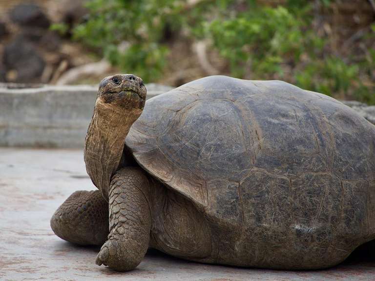 Galapagos Island Hopping Diving Budget Experience 8D/7N trip - alternative tour available