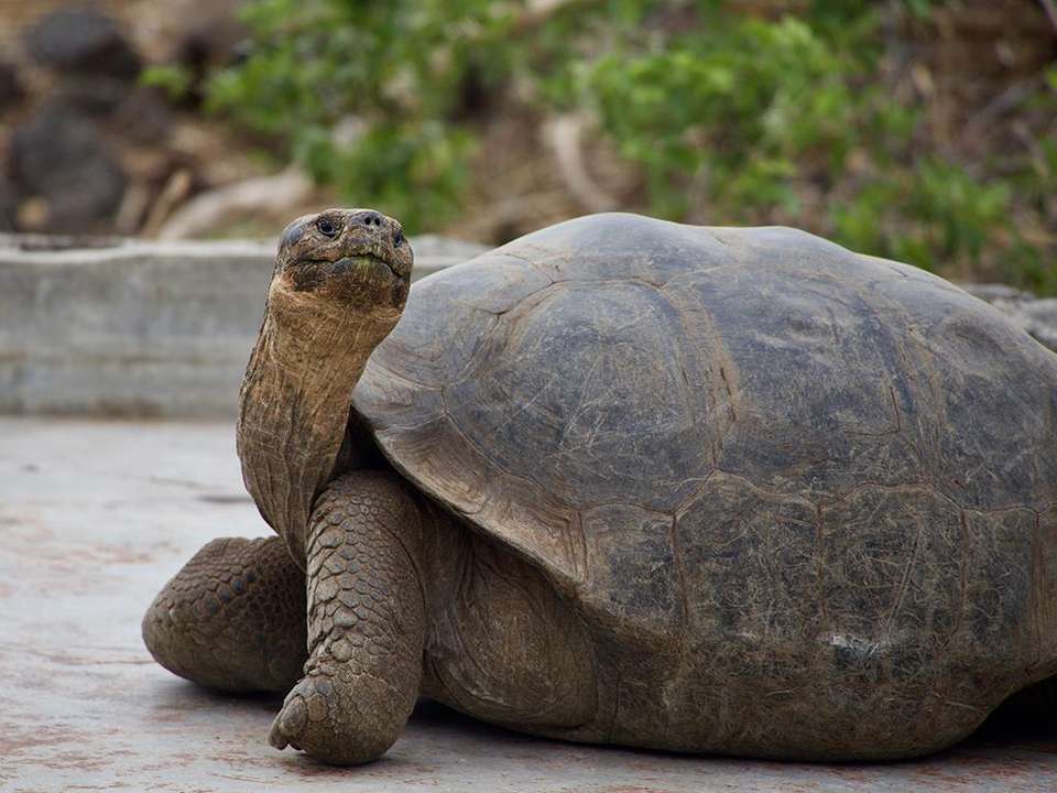 Galapagos Island Hopping Diving Budget Experience 8D/7N - undefined - Image 1