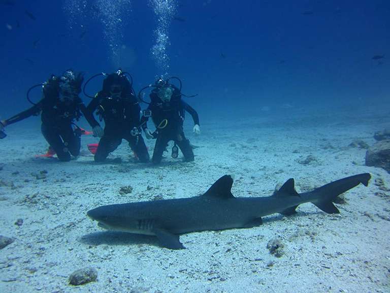 Galapagos Island Hopping Diving Full Experience 8D/7N trip - alternative tour available