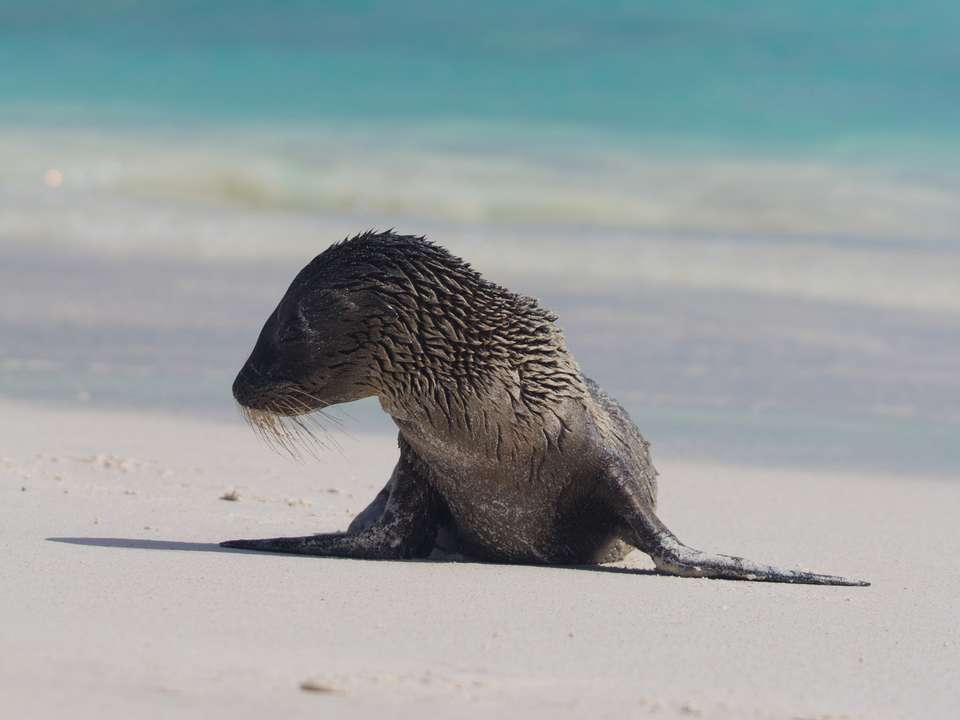 Galapagos Islands Family Adventure (Private) - 7 days - On The Go Tours - Ecuador - Image 6