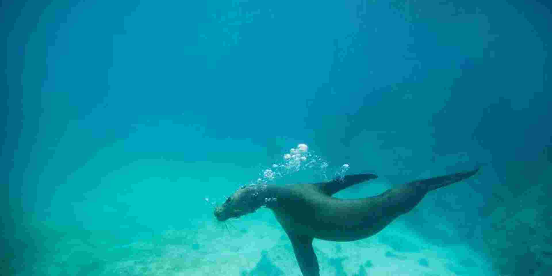 Galápagos Land & Sea — Central & South Islands aboard the Yolita