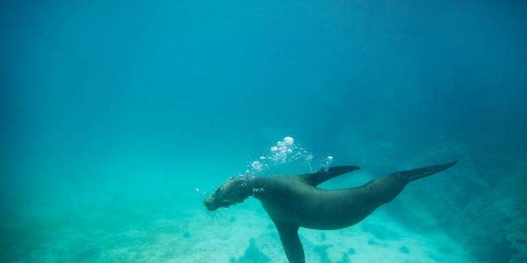 Galápagos Land & Sea — Central & South Islands aboard the Yolita - June 2026