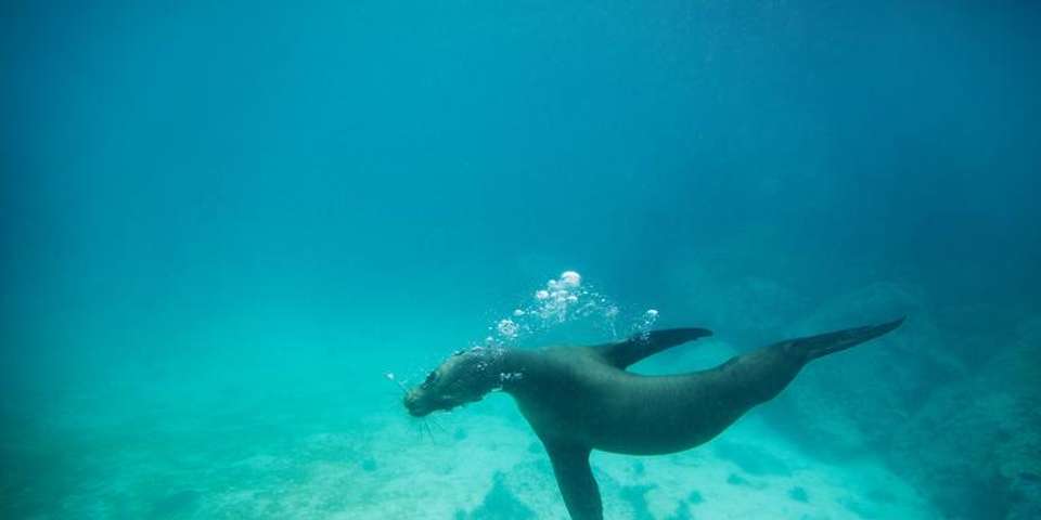 Galápagos Land & Sea — Central & South Islands aboard the Yolita - G Adventures - Ecuador - Image 1