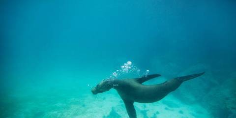 Galápagos Land & Sea — Central & South Islands Aboard The Yolita - January 2026