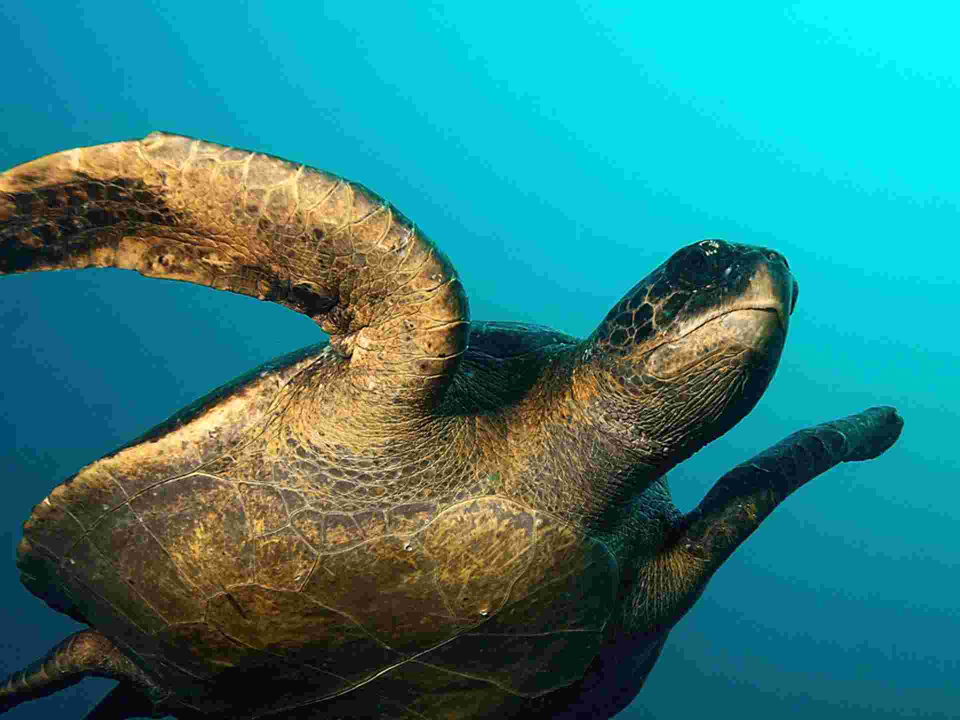 Galápagos Land & Sea — Central & South Islands aboard the Yolita