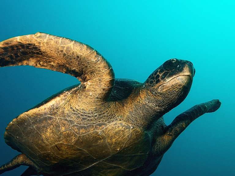 Galápagos Land & Sea — Central & South Islands aboard the Yolita trip - alternative tour available