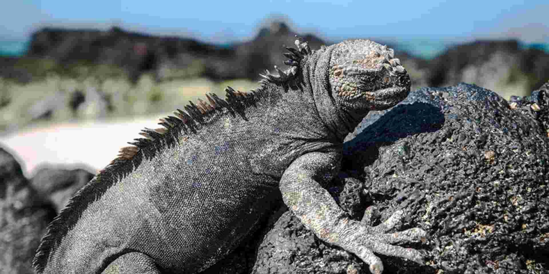 Galápagos — North & Central Islands aboard the Eden