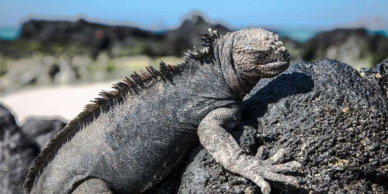 Quito Sailing, yachting and motor boating Tour: Galápagos — North & Central Islands aboard the Eden