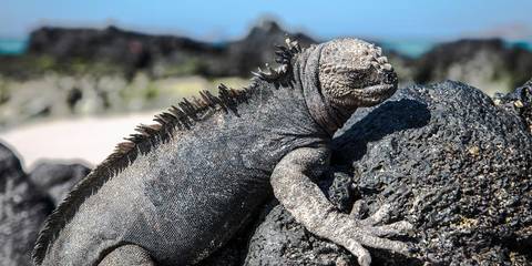 Sailing, Yachting And Motor Boating Tour: Galápagos — North & Central Islands Aboard The Eden