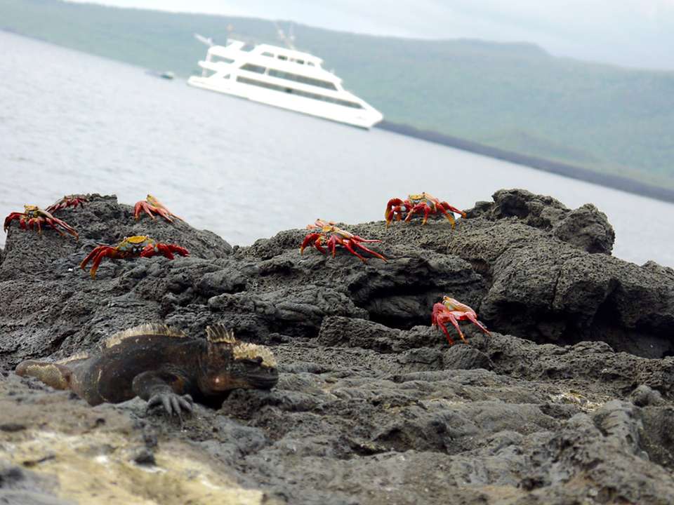 Galápagos — North & Central Islands aboard the Eden - G Adventures - Ecuador - Image 16