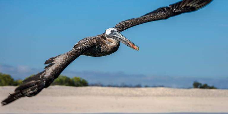 Galápagos — North, Central, & South Islands aboard the Eden trip - alternative tour available