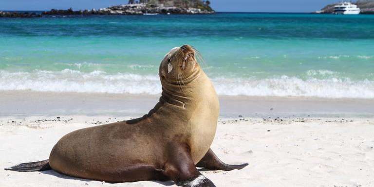 Galápagos — North, West & Central Islands aboard the Yolita trip - alternative tour available