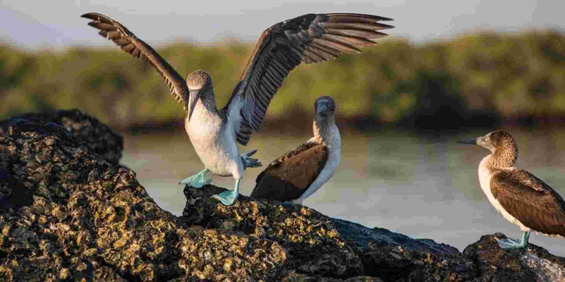 Galápagos — South & East Islands aboard the Eden