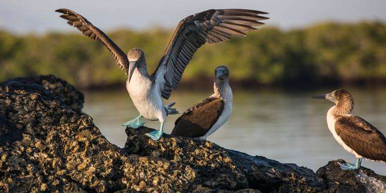 Quito Sailing, yachting and motor boating Tour: Galápagos — South & East Islands aboard the Eden