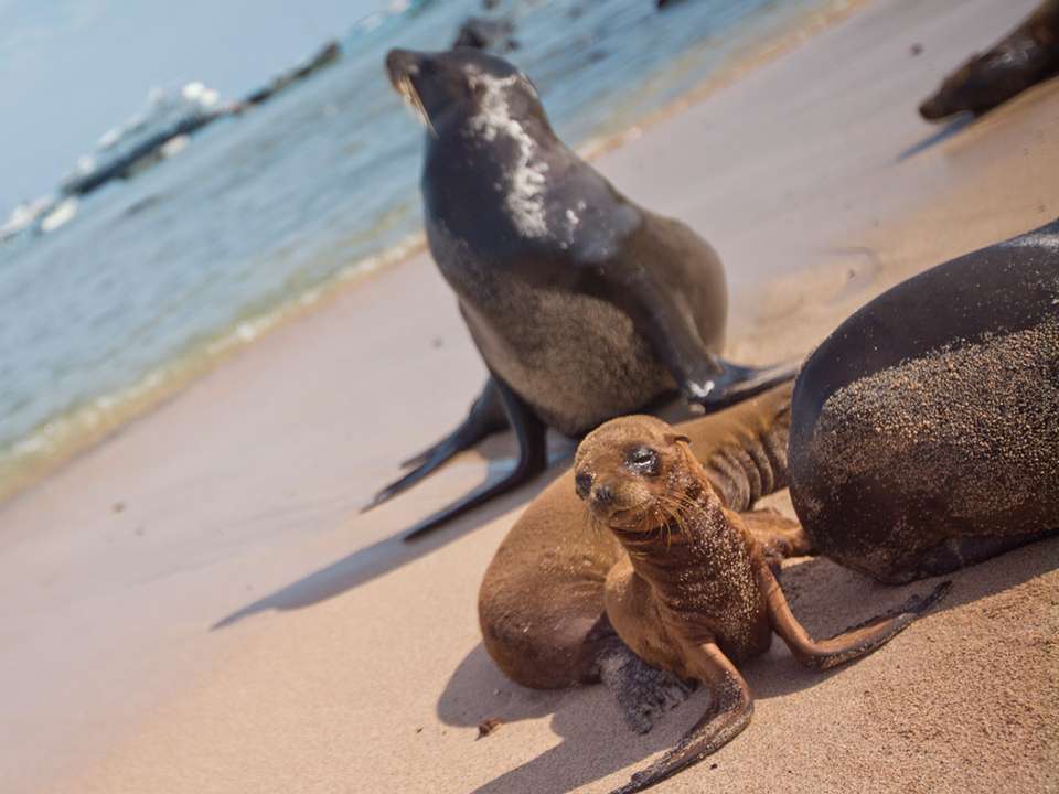 Galápagos — South & East Islands aboard the Yolita - G Adventures - Ecuador - Image 15