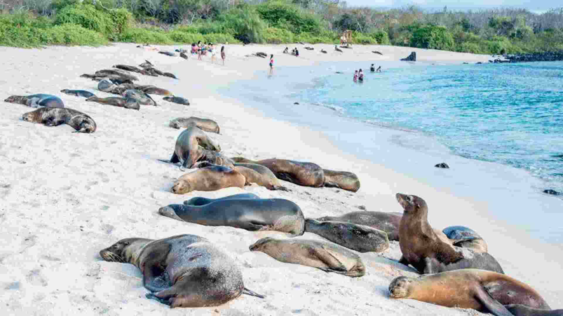 Galapagos Uncovered