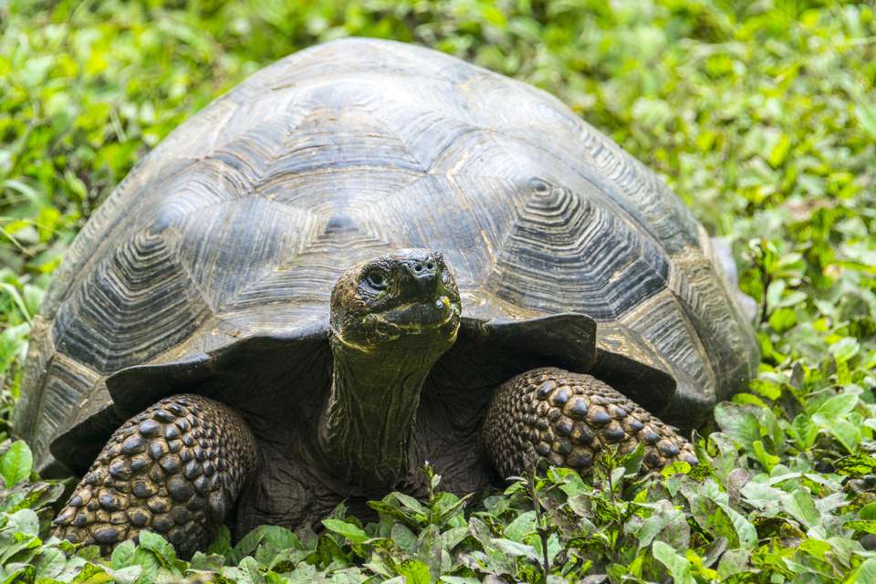 Galapagos Walking Adventure - Exodus Adventure Travels - Ecuador