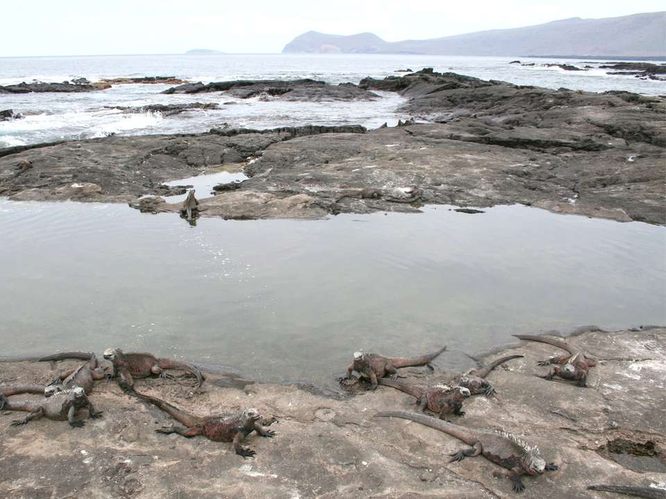 Galápagos — West & Central Islands aboard the Eden - G Adventures - Ecuador - Image 9
