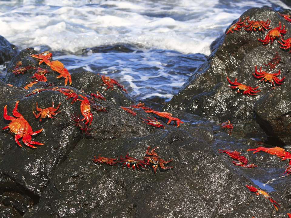 Galápagos — West & Central Islands aboard the Eden - G Adventures - Ecuador - Image 10