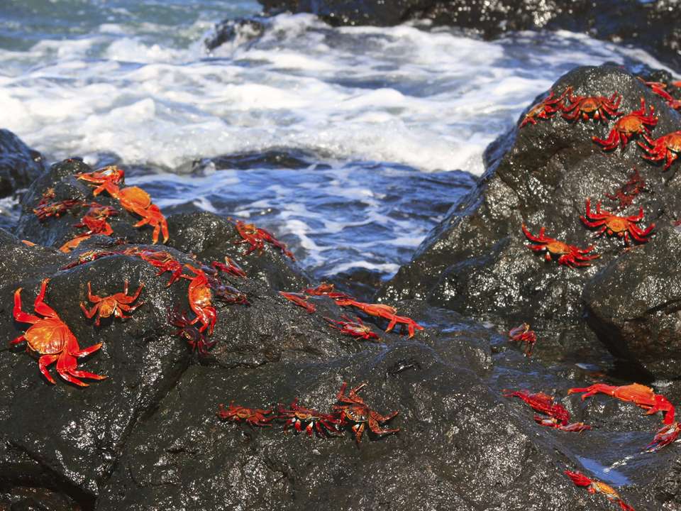 Galápagos — West & Central Islands aboard the Eden - G Adventures - Ecuador - Image 11