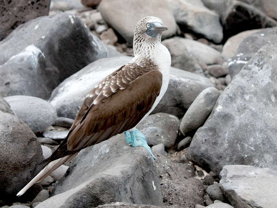 Galápagos — West & Central Islands aboard the Eden - G Adventures - Ecuador - Image 15
