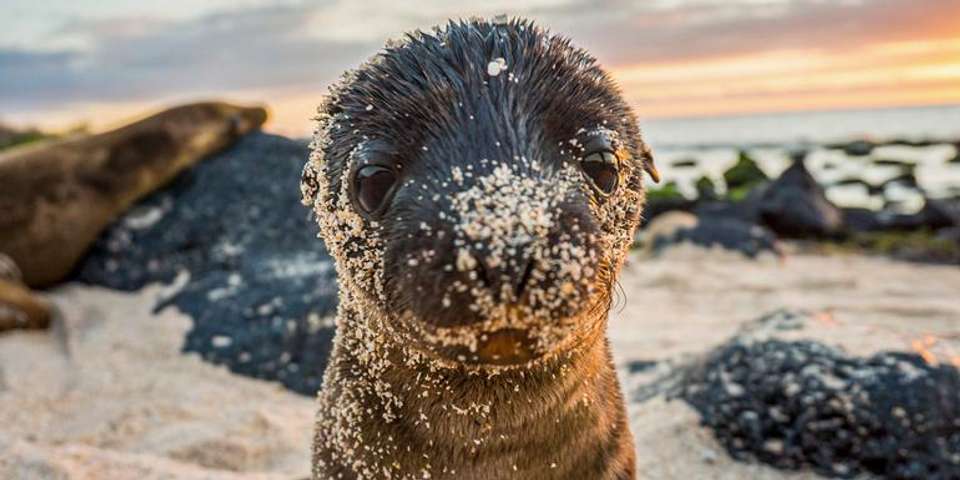 Galápagos – West and Central Islands aboard the Reina Silvia Voyager - G Adventures - Ecuador - Image 1