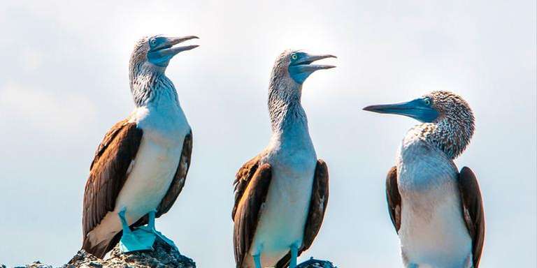 Galápagos – West and Central Islands aboard the Reina Silvia Voyager (Cruise Only) trip - alternative tour available