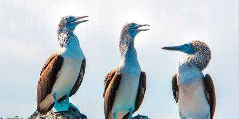 Galápagos – West And Central Islands Aboard The Reina Silvia Voyager (cruise Only) - February 2027