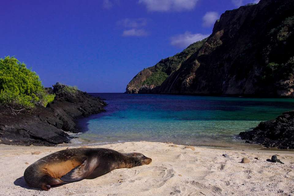 Galapagos Wildlife Cruise (Archipel I) - undefined - Image 4