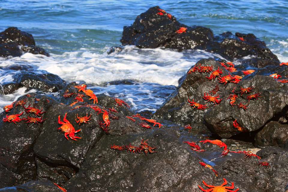 Galapagos Wildlife Cruise (Archipel I) - undefined - Image 5