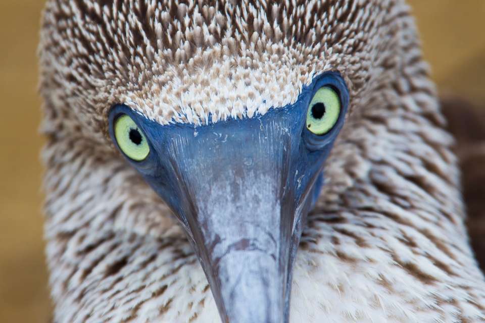 Galapagos Wildlife Cruise (Archipel I) - undefined - Image 6