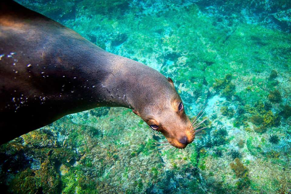 Galapagos Wildlife Cruise (Archipel I) - undefined - Image 7