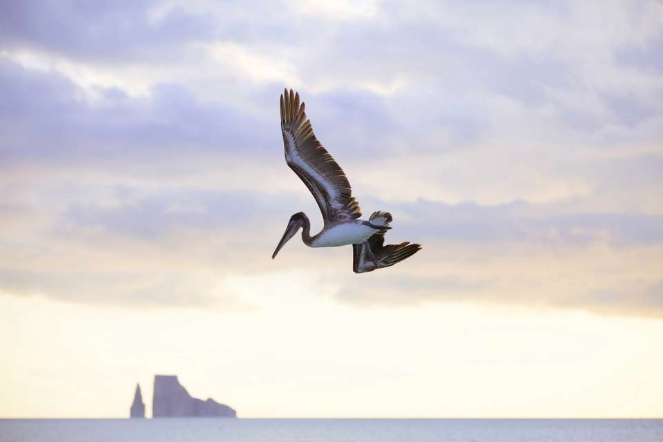 Galapagos Wildlife Cruise (Archipel I) - undefined - Image 8