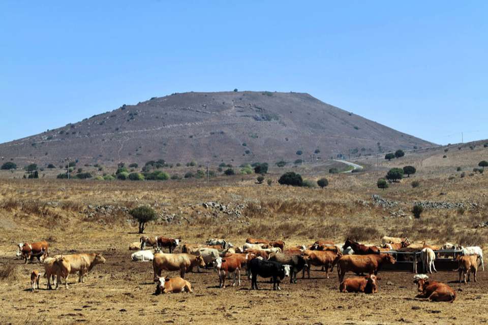 Galilee & Golan Heights, 2 Days From Jerusalem - Bein Harim - Israel - Image 6