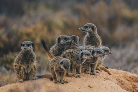 Africa Eco Tours: Garden Route Adventure