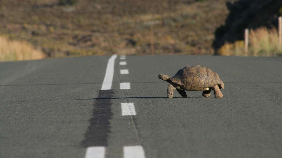 Garden Route, Safari & Winelands Wonder - undefined - Image 2