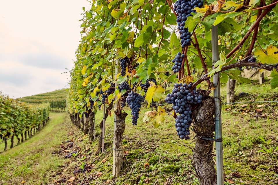 Gastronomic Barolo Walk - Exodus Adventure Travels - Italy - Image 9